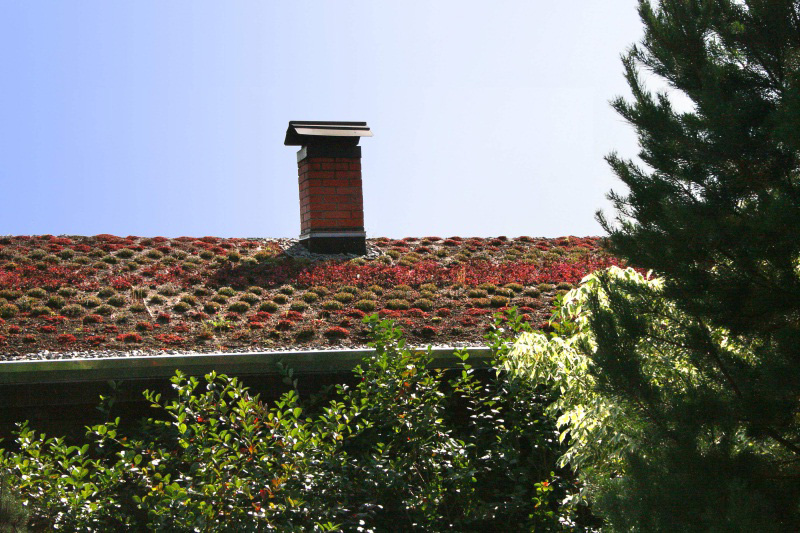 Озеленение крыши бани