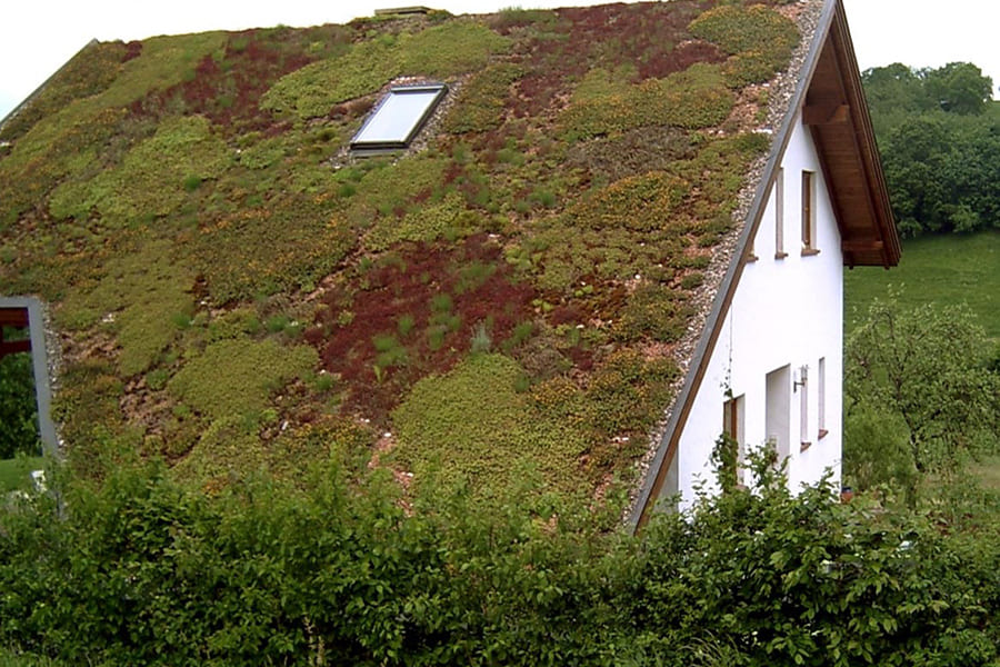 озеленение наклонной крыши дачи