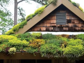 Растения для озеленения крыш