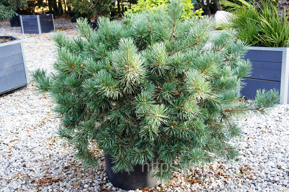 Сосна обыкновенная и горная (Pinus sylvestris, Pinus mugo)