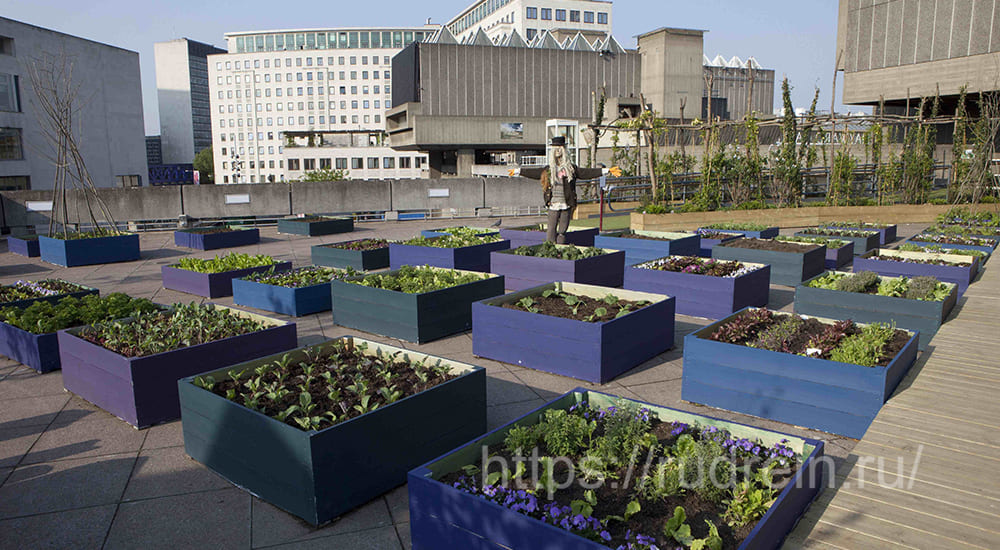 Агро-сады на крышах многоэтажных домов